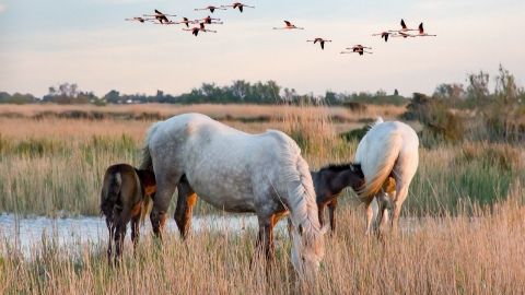 La Camargue à 120km des gites de la Fontinelle.